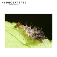 Bugs For Bugs Lacewing - [Option: 2000 Eggs]