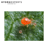 Bugs For Bugs Persimilis - 10000 Predatory Mites in Vermiculite