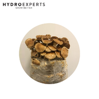 Aussie Mushroom Ready to Grow Mushroom Kit - Nameko | Easy to Fruit