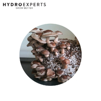 Aussie Mushroom Ready to Grow Mushroom Kit - Shiitake | Easy to Fruit