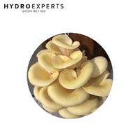 Aussie Mushroom Ready to Grow Mushroom Kit - Yellow Oyster | Easy to Fruit