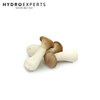 Aussie Mushroom Ready to Grow Mushroom Kit - King Oyster | Easy to Fruit