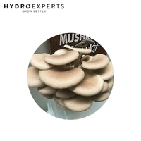 Aussie Mushroom Ready to Grow Mushroom Kit - Tan Oyster | Easy to Fruit