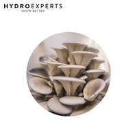 Aussie Mushroom Ready to Grow Mushroom Kit - Grey Oyster | Easy to Fruit