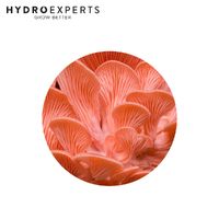 Aussie Mushroom Ready to Grow Mushroom Kit - Pink Oyster | Easy to Fruit