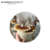 Aussie Mushroom Ready to Grow Mushroom Kit - Australian Reishi | Easy to Fruit