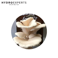 Aussie Mushroom Ready to Grow Mushroom Kit - White Oyster | Easy to Fruit