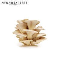Mushroom Experts Liquid Culture 10ML Syringe - Tan Oyster Mushroom (Pleurotus Eryngii)