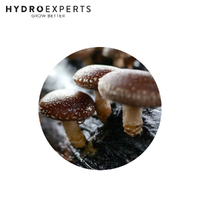 Mushroom Experts Liquid Culture 10ML Syringe - Shiitake Mushrooms (Lentinula Edodes)