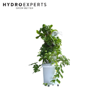 Airgarden Aeroponic Vertical Garden Kit - 60CM x 1.5M | 30 Grow Cups