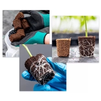 Canna Rootplugs - [Option: Tray of 77 Plugs]