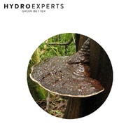 Mushroom Experts Ready to Grow Mushroom Kit - Australian Reishi (Ganoderma Steyaertanum)