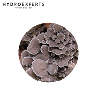 Mushroom Experts Ready to Grow Mushroom Kit - Maitake Mushroom (Grifola Frondosa)
