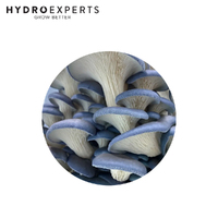 Mushroom Experts Ready to Grow Mushroom Kit - Blue Oyster (Pleurotus Columbinus)