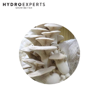 Mushroom Experts Ready to Grow Mushroom Kit - White Oyster (Pleurotus Citrinopileatus)