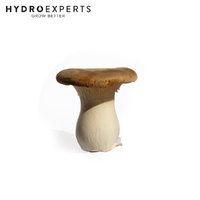 Mushroom Experts Ready to Grow Mushroom Kit - King Oyster Mushrooms (Pleurotus Eryngii)