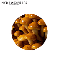 Mushroom Experts Ready to Grow Mushroom Kit - Nameko (Pholiota Microspora)