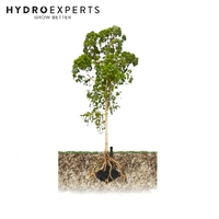 WaterUps Tree Reservoir Kit