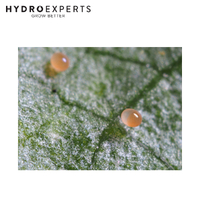 Bugs For Bugs Persimilis - 10000 Predatory Mites in Vermiculite