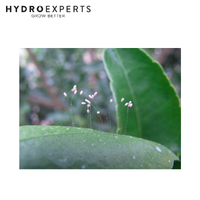 Bugs For Bugs Lacewing - [Option: 2000 Eggs]