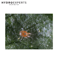 Bugs For Bugs Persimilis - 10000 Predatory Mites in Vermiculite