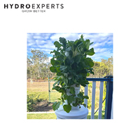 Airgarden Aeroponic Vertical Garden Kit - 60CM x 1.5M | 30 Grow Cups