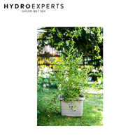 Plastia Berberis UNO 45CM Self-Watering Flower Box - White