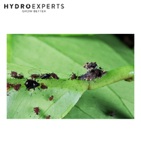 Bugs For Bugs Lacewing - [Option: 2000 Eggs]