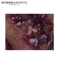 Bugs For Bugs Persimilis - 10000 Predatory Mites in Vermiculite