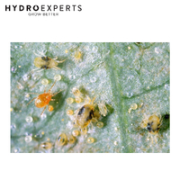 Bugs For Bugs Persimilis - 10000 Predatory Mites in Vermiculite