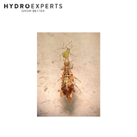 Bugs For Bugs Lacewing - [Option: 2000 Eggs]