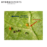 Bugs For Bugs Persimilis - 10000 Predatory Mites in Vermiculite