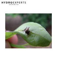 Bugs For Bugs Lacewing - [Option: 2000 Eggs]