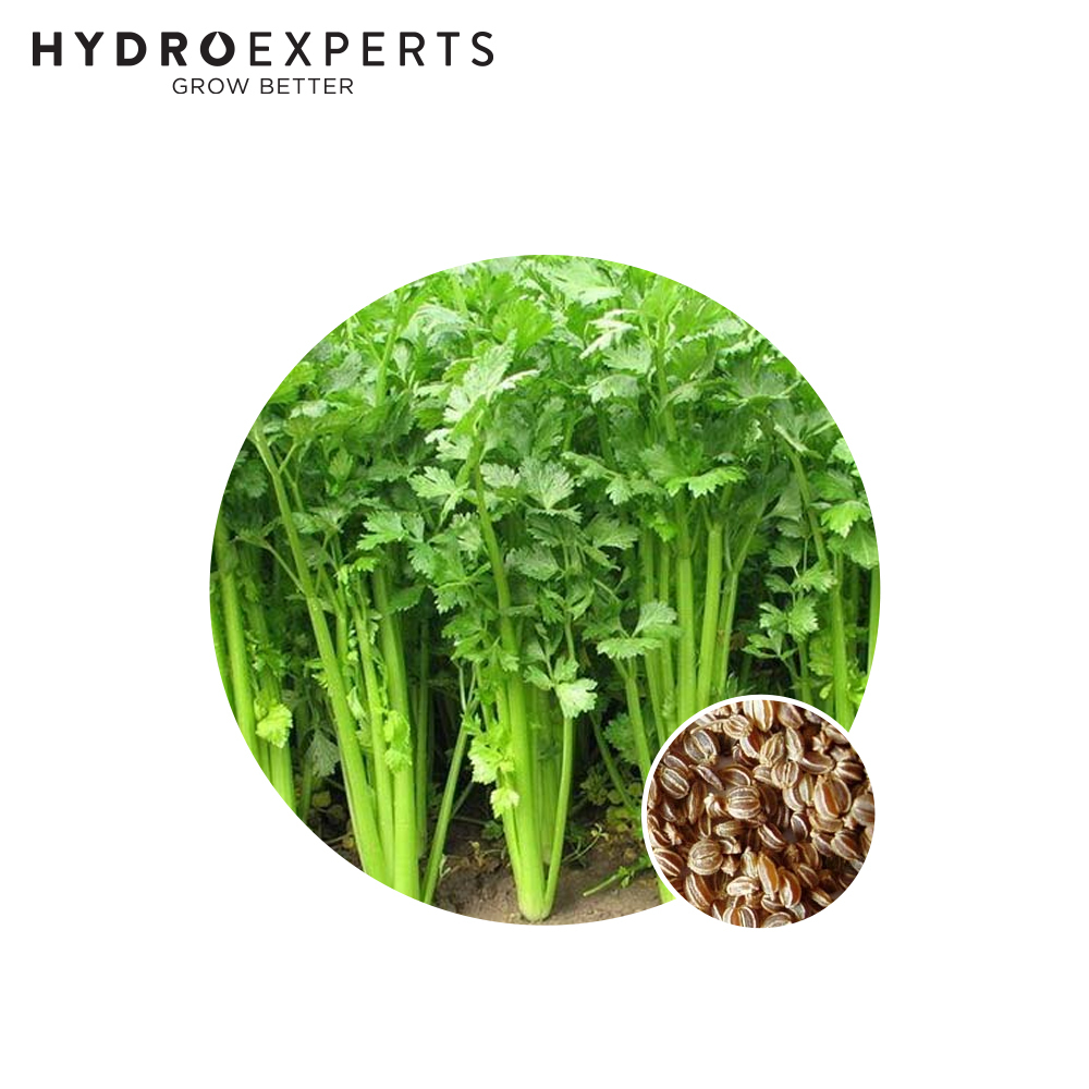 Celery Tendercrisp 1G / 5G / 25G Organic All Seasons Hydro Experts