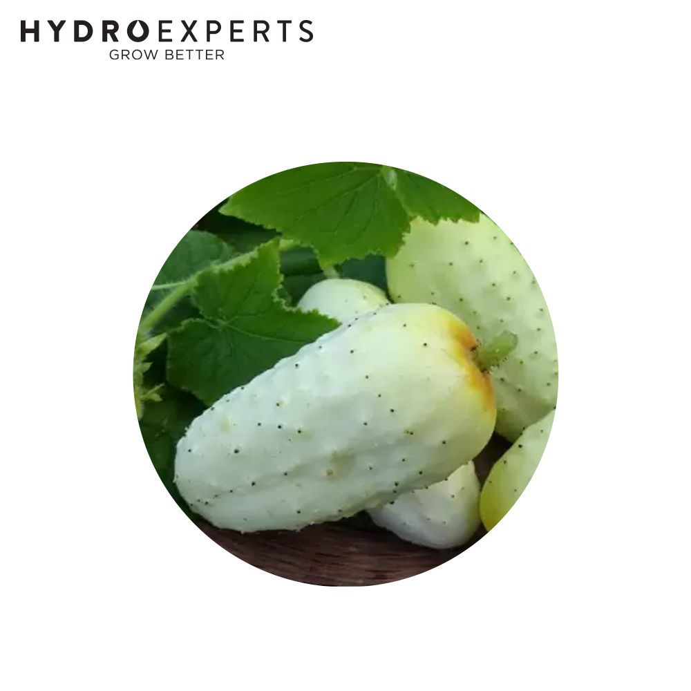 Cucumber German Pickling 1G / 5G / 25G Organic Spring Summer