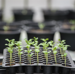 high quality and branded hydroponics Supplies