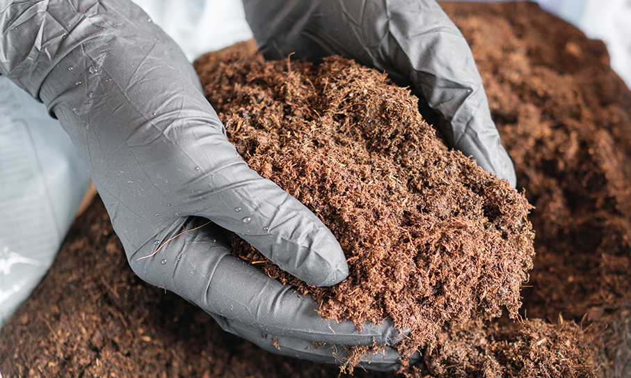 What is Peat Moss? What is it used for?