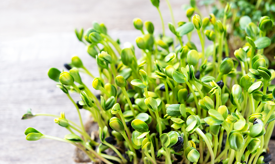 How to Use Mars Hydro Heat Mat To Grow Microgreens 