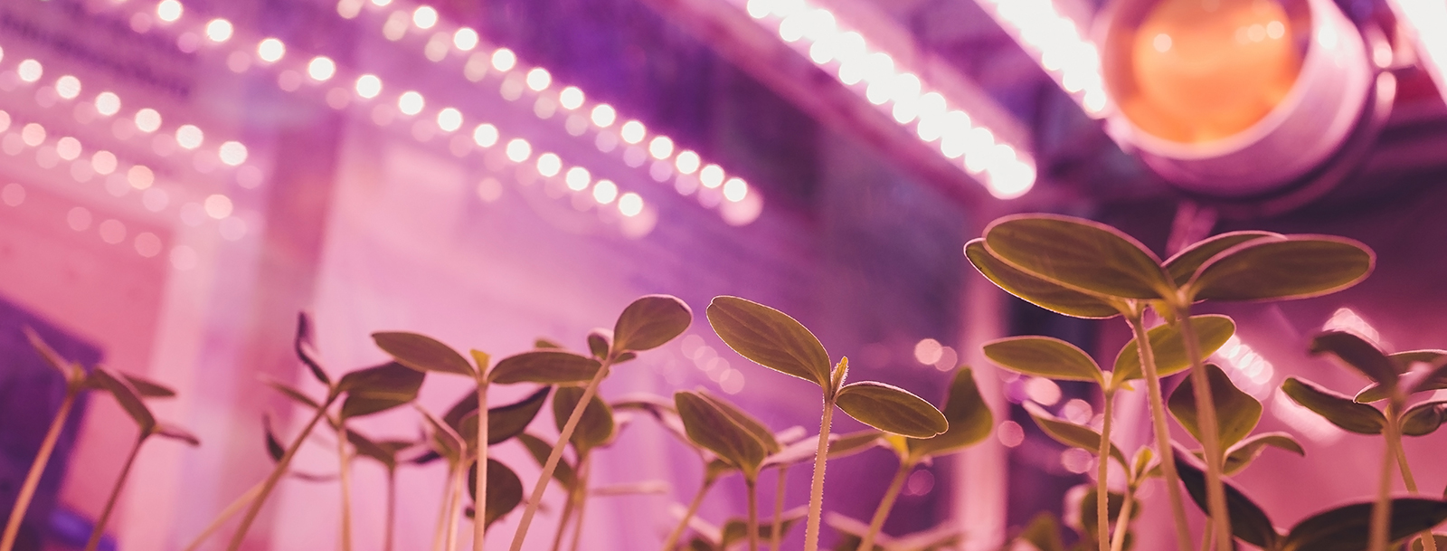 Led lights and plants deals