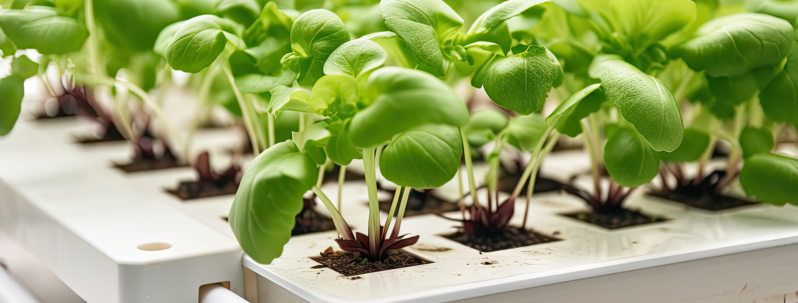 Hydroponic Nutrient - The Beginners Guide, Hydro Experts