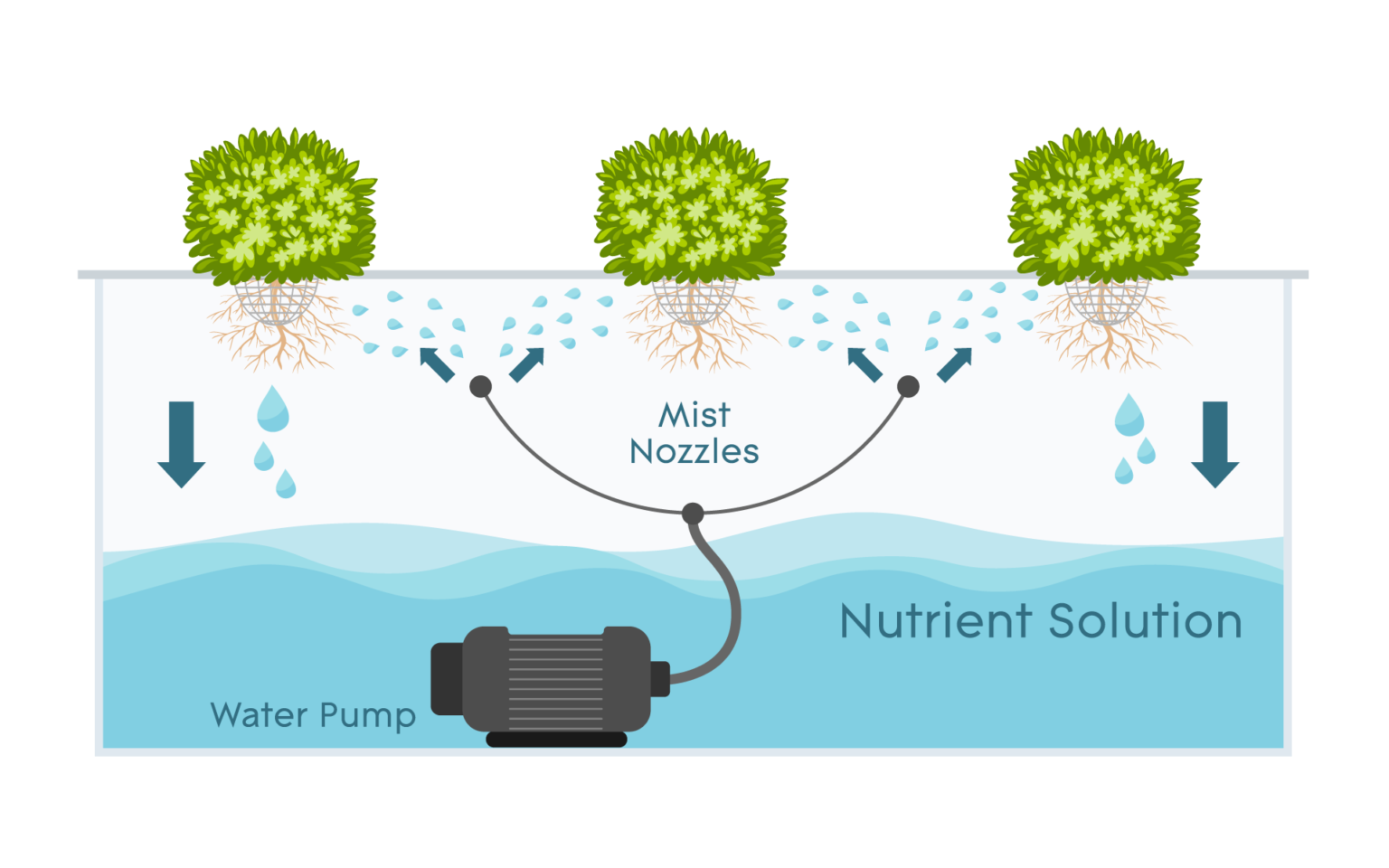 aeroponics, aeroponics system