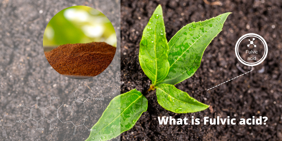 fulvic acid, plant nutrition, Australian agriculture, hydroponics, soil health, crop yield, organic farming, drought resistance, fulvic acid benefits, nutrient uptake