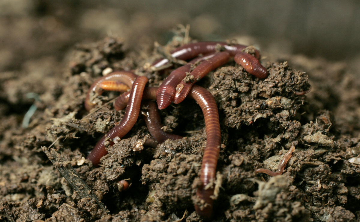 Worms: The Ancient Secret to the Rise of Human Civilization?