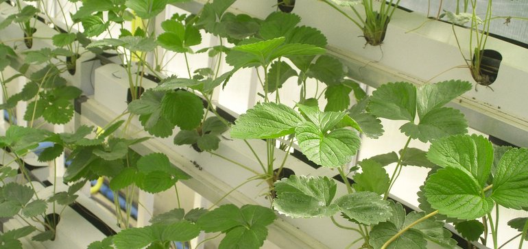 Hydroponic start-up Plenty takes vertical farming to new heights