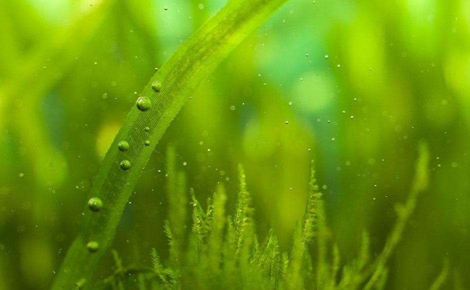 algae in hydroponic system, Is algae good for plants