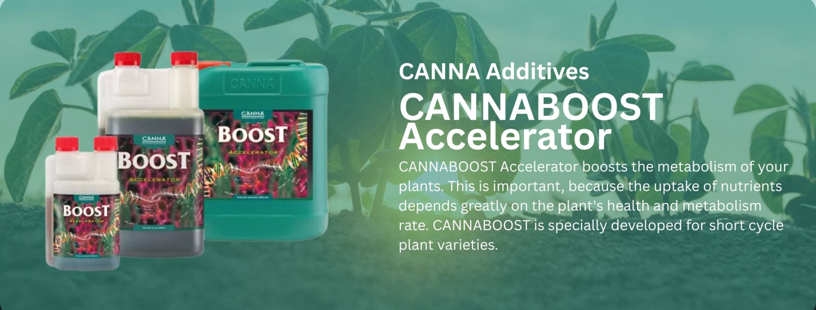 CANNA BOOST, plant growth enhancer, Australian growers, flowering stimulator, natural plant booster, sustainable gardening, photosynthesis booster, nutrient uptake, water-use efficiency, eco-friendly plant care