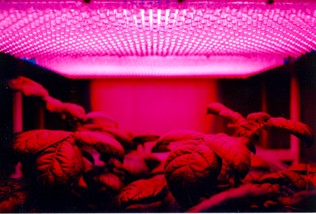 10 Things You Must Look For When Choosing LED Grow Lights