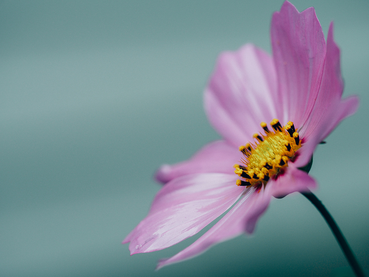 Manipulating Flowering in the Grow Room Using Photoperiods