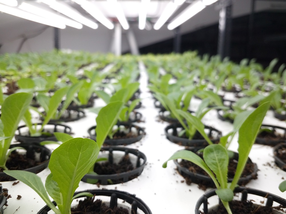 Vertical Hydroponics Farm in India