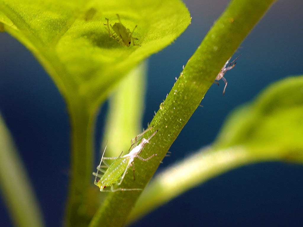 Treatment for aphids on marijuana